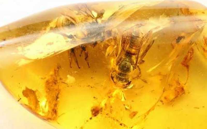 ejemplo de ambar con abejas en su interior