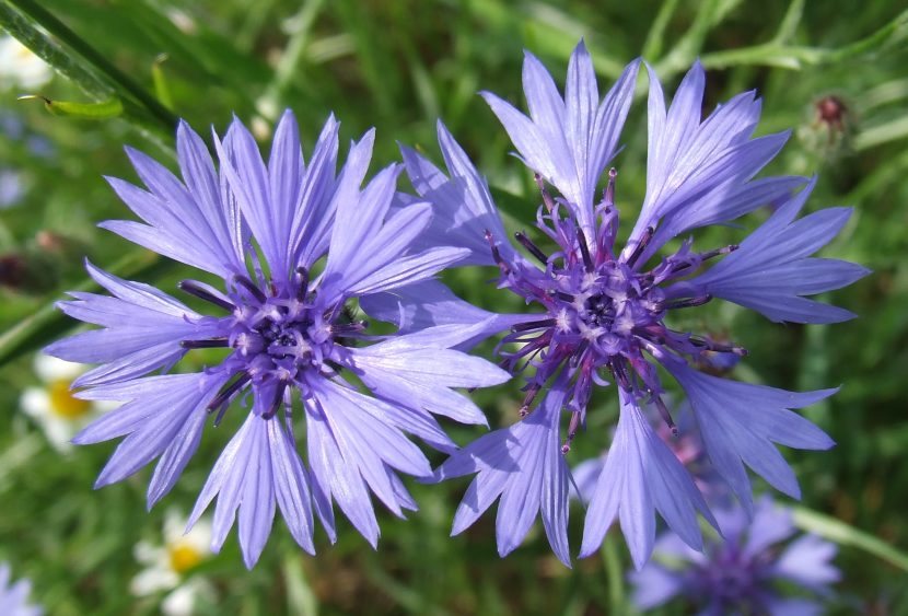 el color azul aciano se da de forma natural en muchas flores en la naturaleza