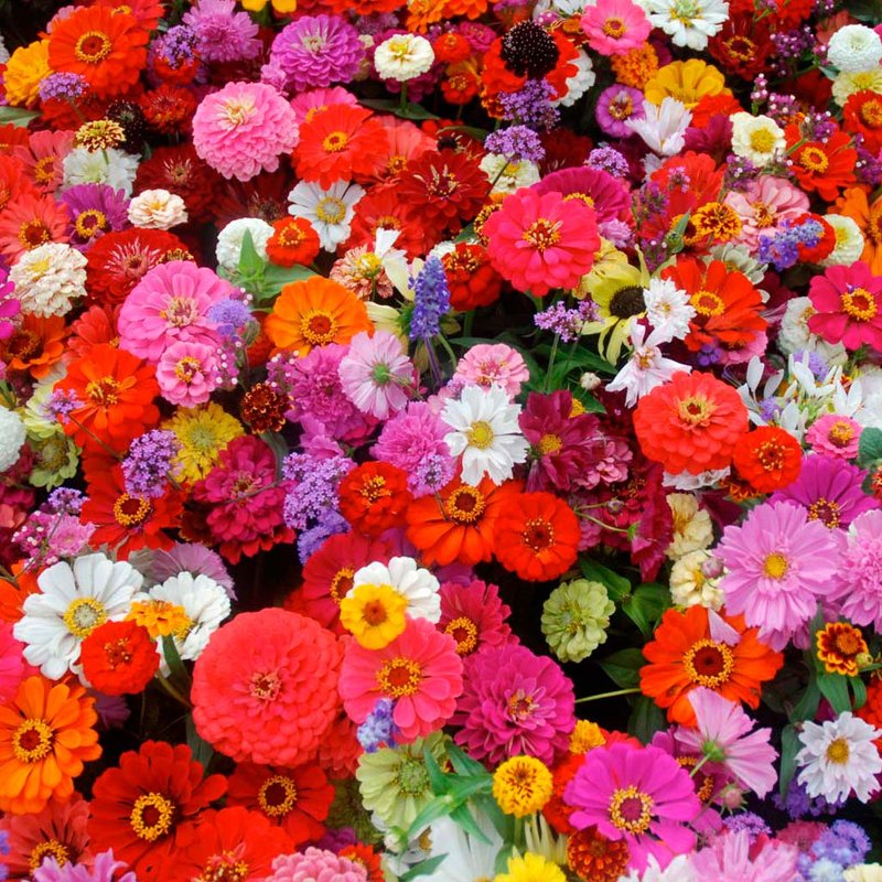 colores de flores