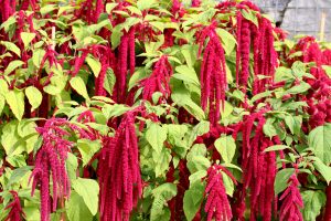 el color amaranto recibe su nombre de la flor de esta planta