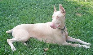 el color isabelino es utilizado para nombrar perros con esta tonalidad de pelaje