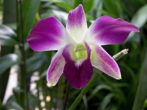 el color orquídea recibe su nombre de esta bella flor