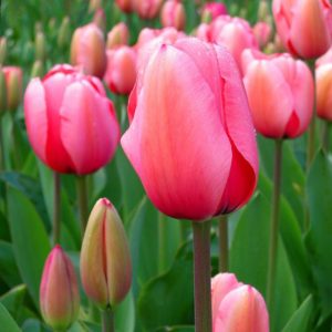 el tulipán es una flor que da nombre a este bello color