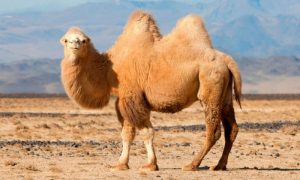 este animal llamado camello da nombre a este color