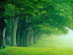 los bosques dan nombre a esta tonalidad del verde